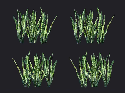 Green Snake Plant With Long Striped Leaves In Four Clusters On Black Background 3d model