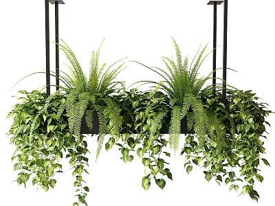 Indoor Hanging Basket Plants With Lush Ferns Trailing Ivy And Green Leaves 3d model