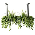 Indoor Hanging Basket Plants With Lush Ferns Trailing Ivy And Green Leaves