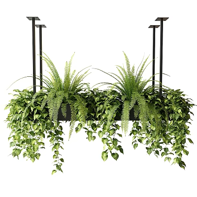 Indoor Hanging Basket Plants With Lush Ferns Trailing Ivy And Green Leaves 3d model