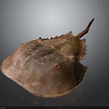 Horseshoe Crab With Copper Colored Carapace And Unique Tail On Dark Background