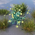 Lush Green Grasses And Vibrant Yellow Flowers Growing In Natural Clusters