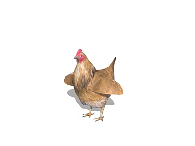 Realistic Brown Chicken With Red Comb Feathered Wings And Standing Posture 3d model
