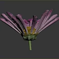 Pink Flower With Vibrant Petals Yellow Center And Green Stem On Dark Background
