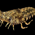 Close Up View Of Spotted Brownish Lobster With Claws And Legs On Black Background