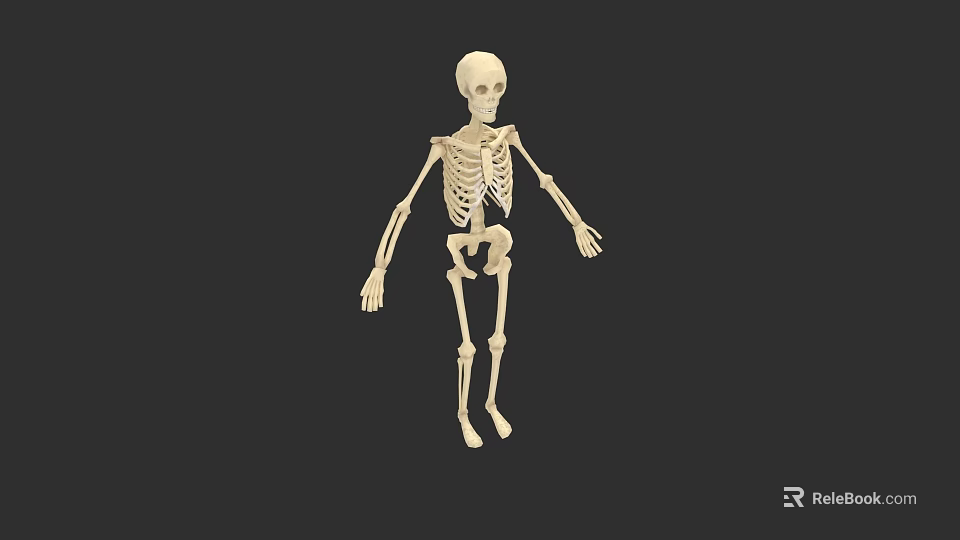 Game And Movie Character 3D Human Skeleton Model With White Bones 3d model 