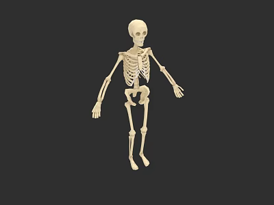 Game And Movie Character 3D Human Skeleton Model With White Bones 3d model