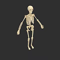 Game And Movie Character 3D Human Skeleton Model With White Bones