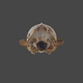 Realistic Wildlife Animal Skull With Natural Bone Texture And Anatomical Features