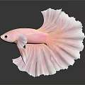Pink Betta Fish With Large Fins White Edges And Reflection On Dark Background