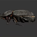 Black Beetle With Shiny Exoskeleton And Six Legs On Dark Background