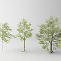Three Arbor Trees With Green Leaves In Different Sizes On White Background 3d model