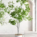 Potted Bonsai Plants With Lush Green Foliage In White Planters For Indoor Decor