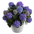 Beautiful Purple And Blue Hydrangeas In White Vase With Lush Green Leaves