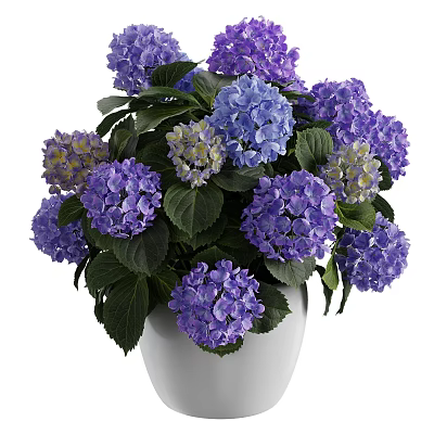 Beautiful Purple And Blue Hydrangeas In White Vase With Lush Green Leaves 3d model