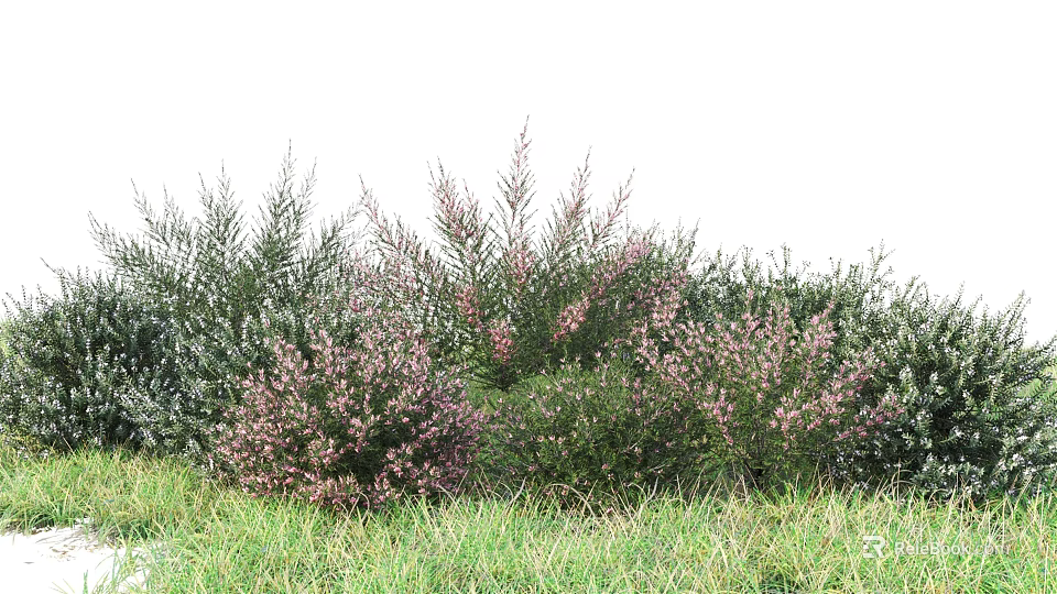 Colorful Flowering Shrubs With Pink Blooms Growing In Green Grass Field 3d model 