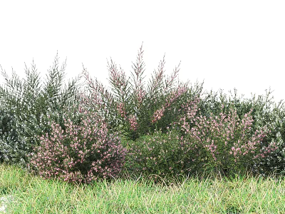 Colorful Flowering Shrubs With Pink Blooms Growing In Green Grass Field 3d model