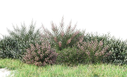 Modern shrubs 3d model