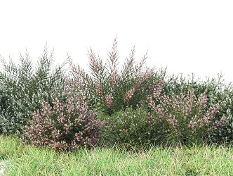 Modern shrubs 3d model