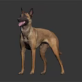 Brown Dog With Erect Ears Open Mouth And Tongue Out On Dark Background