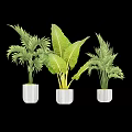 Indoor Green Plants In White Planters With Tropical Leaves And Lush Foliage