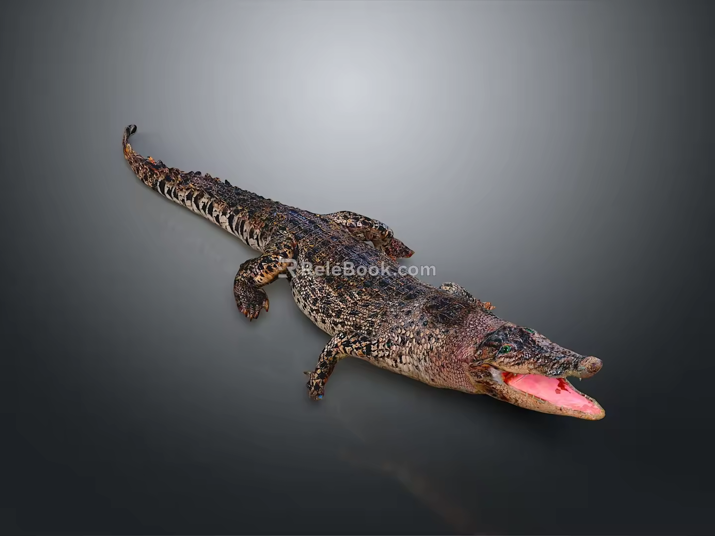 Crocodile Alligator Nile Crocodile carnivore reptile cold-blooded animal reptile 3d model
