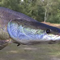 Vibrant Freshwater Fish With Iridescent Scales In Natural Habitat Near Grassland And Trees