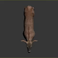 Realistic 3D Deer Model With Brown Body White Legs Standing On Dark Background