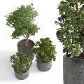 Bonsai Potted Plants Featuring Green Leaves Planted In Gray Decorative Pots For Indoor Decor
