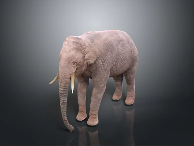 Gray Elephant Standing On Dark Surface With Long Ivory Tusks 3d model