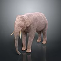 Gray Elephant Standing On Dark Surface With Long Ivory Tusks