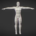 Low Poly 3D Human Figure Model Showcasing Biological Structure With Arms Outstretched And Anatomical Features 3d model