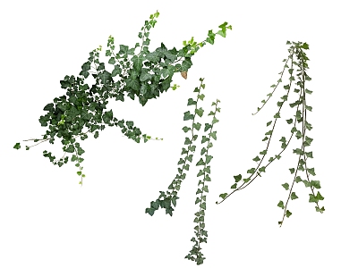 green plant vine 3d model