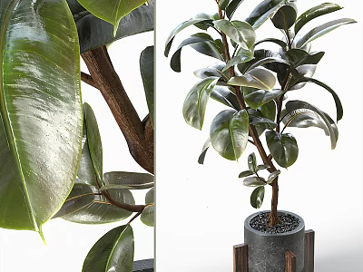 Indoor Potted Plant with Lush Glossy Green Leaves in Gray Pot and Wooden Accents 3d model
