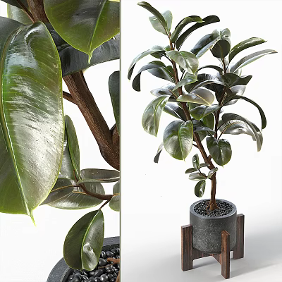 Indoor Potted Plant with Lush Glossy Green Leaves in Gray Pot and Wooden Accents 3d model