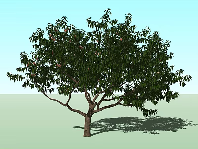 Arbor Tree With Lush Green Leaves Brown Trunk And Natural Shadow 3d model