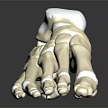 Medical Device 3D Rendered Foot Bone Model Anatomical Skeletal Structure for Orthopedic Education
