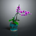 Purple Orchid Plant With Green Leaves And Purple Flowers In Blue Perforated Pot