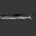 Flying Fish With Silver Body And Long Fins On Gray Background Showing Reflection 3d model