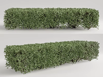 Green Shrub Hedge Well Trimmed for Garden Landscaping Outdoor Decoration Design 3d model