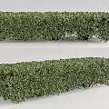 Green Shrub Hedge Well Trimmed for Garden Landscaping Outdoor Decoration Design