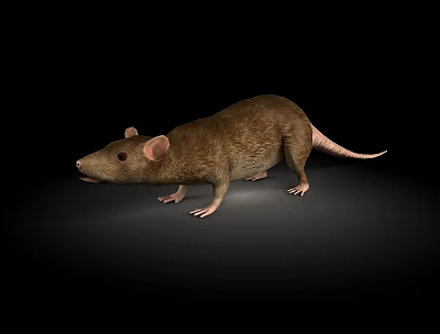 Rat Mouse Field Mouse Gopher 3d model Rat Mouse Field Mouse Gopher 3d model