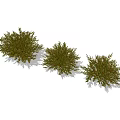 Bushy Green Shrubs For Garden Landscaping With Different Sizes And Lush Foliage