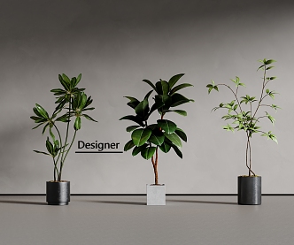 Modern green plant potted plant bonsai 3d model