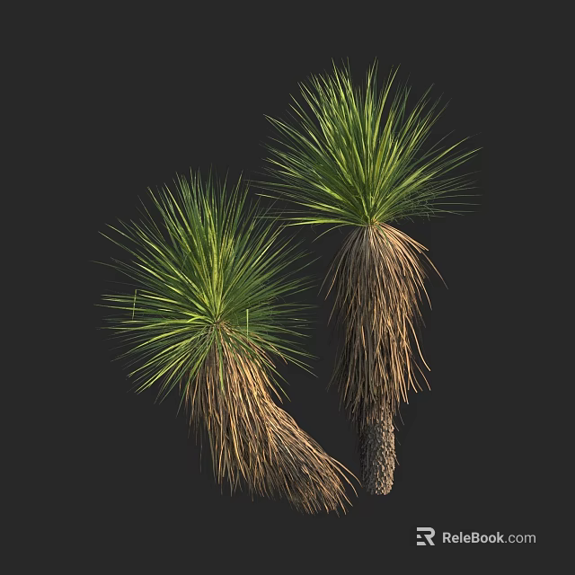Two Green Plants Having Long Slender Leaves And Dried Brown Trunk Bases On Black Background 3d model 