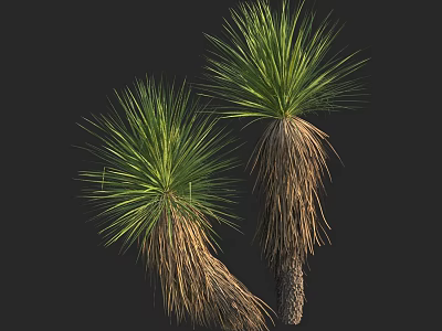 Two Green Plants Having Long Slender Leaves And Dried Brown Trunk Bases On Black Background 3d model