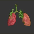 Modern Human Organ Respiratory System Human Respiratory System 3d model