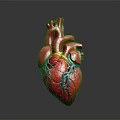 Human Heart Anatomical Model With Red Surface And Blue Yellow Blood Vessels