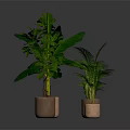 Various Green Potted Plants in Brown Pots Against Dark Background