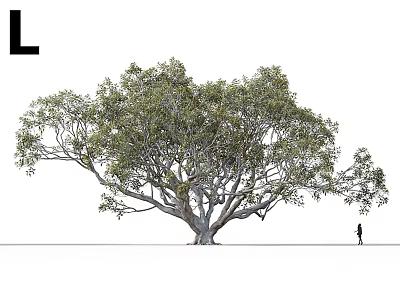 Tall Spreading Tree With Lush Green Leaves Thick Trunk And Small Person Nearby 3d model